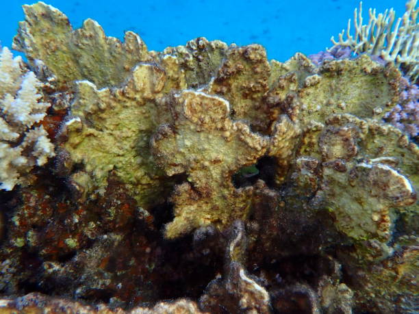 istock Sheet fire coral or blade fire coral (Millepora platyphylla) undersea 2193097752