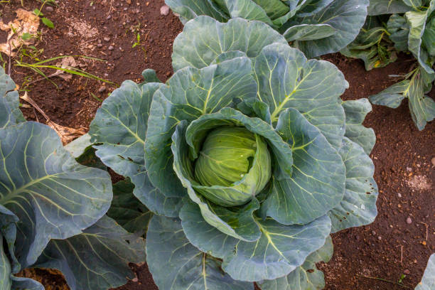 istock Cabbage growing in vegetable garden: ready for harvest 2193097785