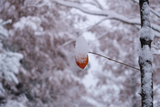 Winter frost on dried plant stems in serene snowy landscape with blurred industrial background