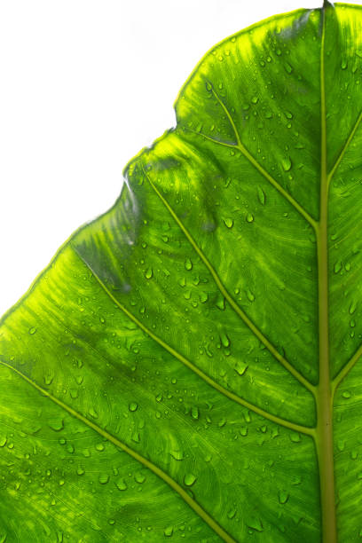 istock Bright green tropical leaf with water droplets showcasing vibrant texture in a close-up view 2193099304