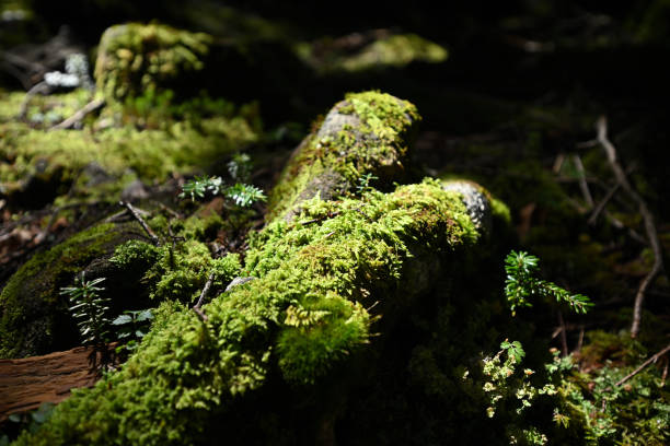 istock Climbing Mt. Tateshina, Nagano, Japan 2193101280