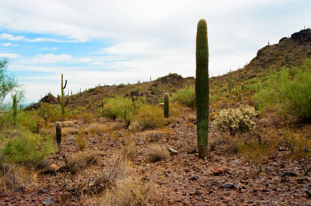 Film image of the Sonora desert in central Arizona USA
