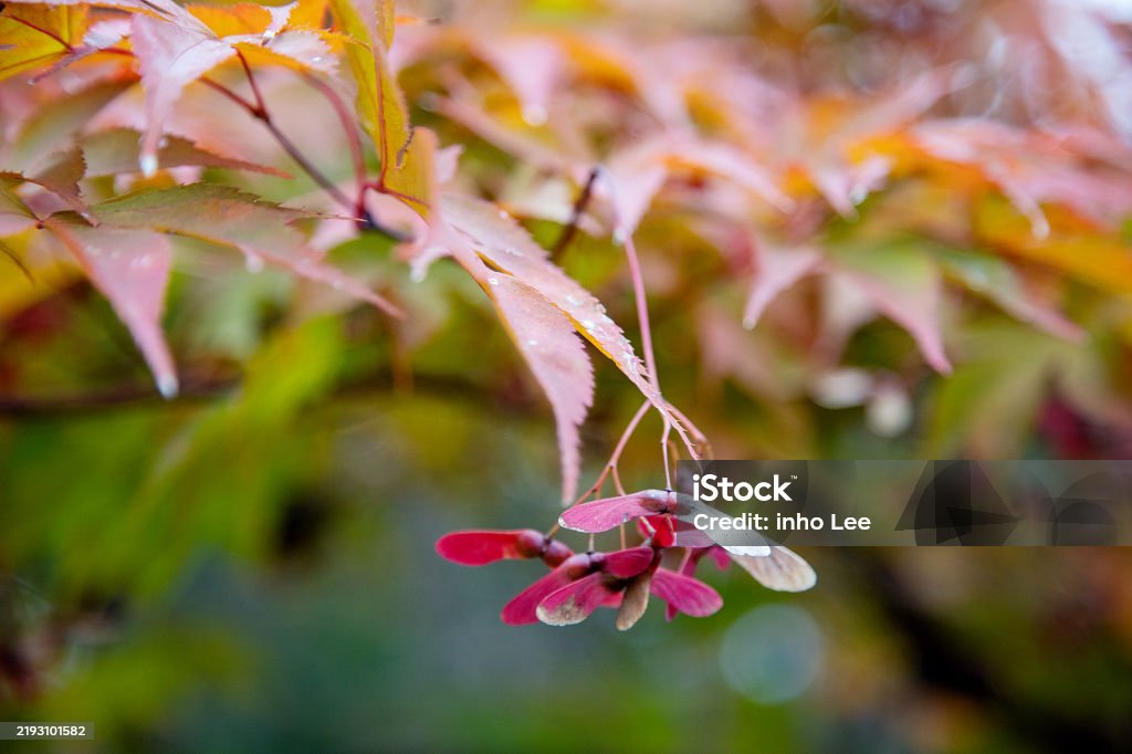 Mapleextalia Maple Tree Stock Photo - Download Image Now - Maple Tree, Abstract ...