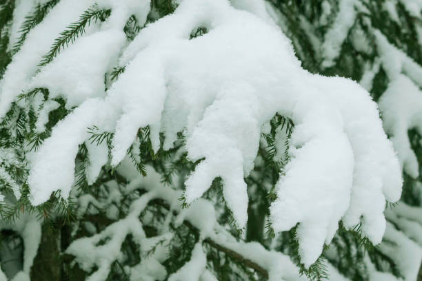 istock A spruce tree branch covered with fresh fluffy white snow. 2193101609