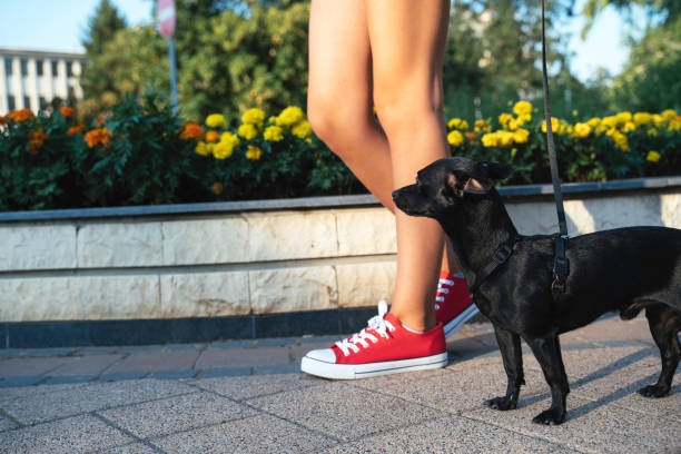 istock Low angle view of dog on leash next to woman's legs 2193103284