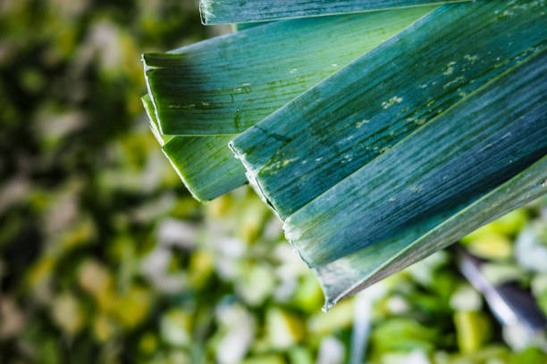 Green leek vegetable close up with bokeh and sliced leek as background