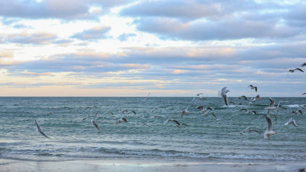 istock BLUE SEA WITH SMALL WHITE WAVES, SAND BEACH AND SEAGULLS 2193104623