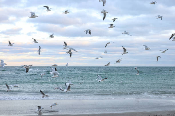 istock BLUE SEA WITH SMALL WHITE WAVES, SAND BEACH AND SEAGULLS 2193104691