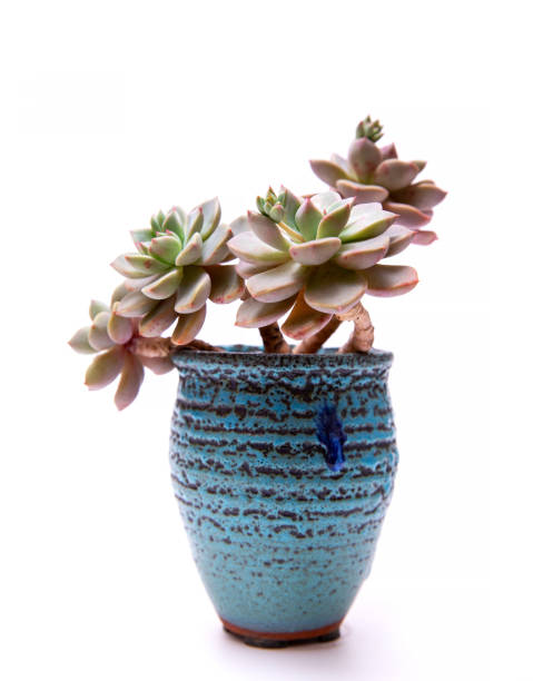 istock Succulent plant in the flower pot isolated on white background 2193109017
