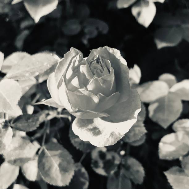 selective focus singular flourishing fragile wildflower in full bloom beholding gradual openness petal tenderness gracefully unfurling in a gentle spiral revealing layers delicate layers of velvety texture accentuate the elegant form and shadows dance with light adding dimension and softness at the tips to a deeper hue at its unveiled bud core adds depth of beauty appreciation intricacies in muted bush shrub hedge leafy greenery poignant environment flower-field botanical garden scene monocromático, escala de grises acromático, quietud en tonos plateados, acuna la llamativa rosa, el enigma floral de la floración y el marchitamiento con el tapiz circundante, las exuberantes hojas de fondo, suspendido en un momento atemporal, macrofoto