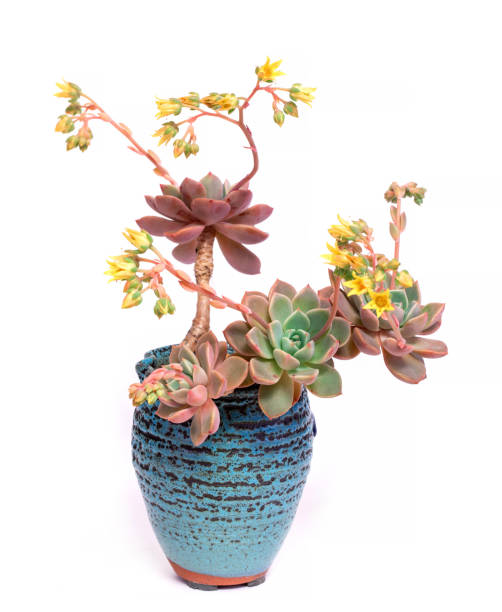 istock Succulent plant in the flower pot isolated on white background 2193111894