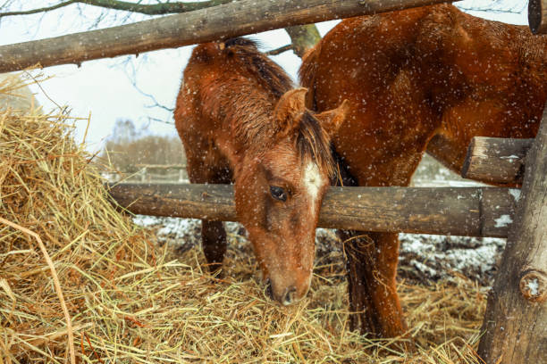 A herd of horses running on the beautiful grassland in winter