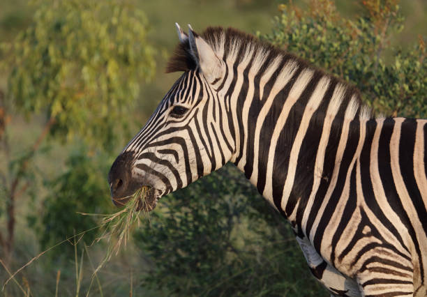 Steppenzebra / Burchell's zebra / Equus quagga burchellii