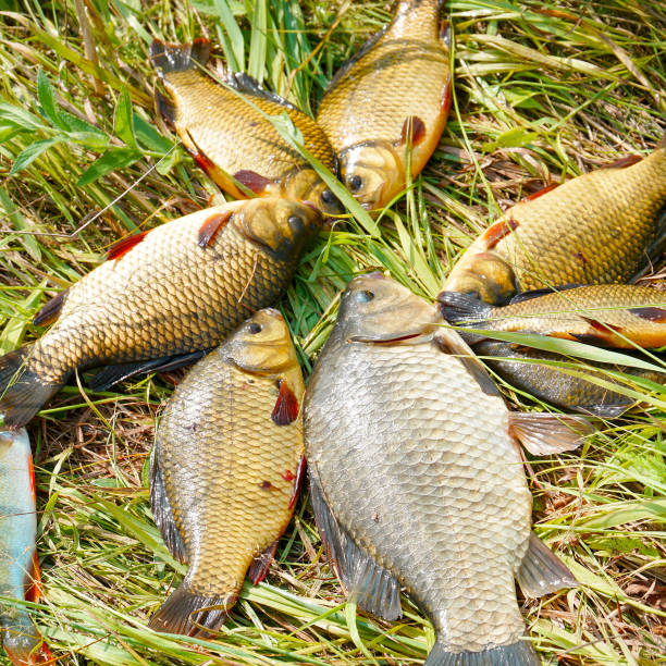Silver and golden crucians on the grass. Fish on the grass. Selective focus.