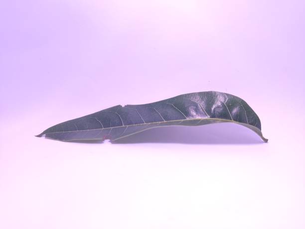 istock Mahogany leaves that were eaten by caterpillars 2193113572