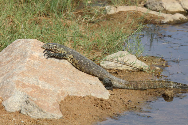 istock Nilwaran / Nile monitor / Varanus niloticus 2193113657