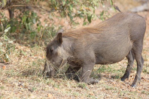 istock Warzenschwein / Warthog / Phacochoerus africanus 2193113815