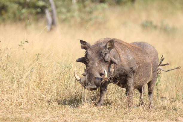 istock Warzenschwein / Warthog / Phacochoerus africanus 2193113886