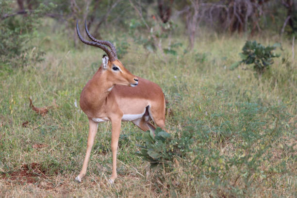 istock Schwarzfersenantilope / Impala / Aepyceros melampus 2193113961