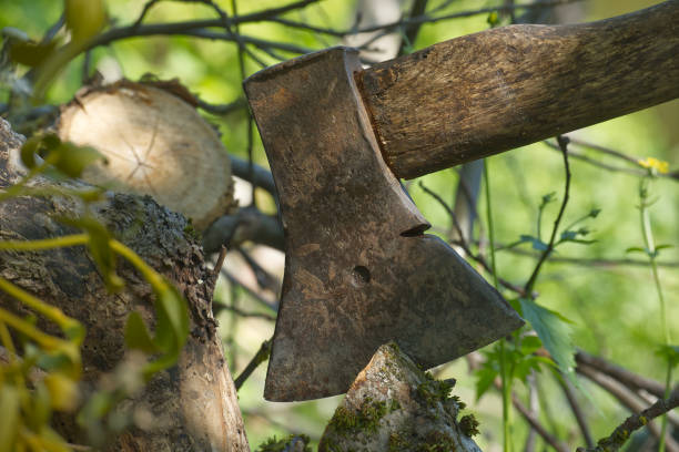 istock Old rusty axe embedded in tree trunk during forest chopping on a sunny day 2193114373