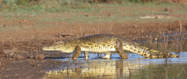 istock Nilkrokodil / Nile crocodile / Crocodylus niloticus 2193114401