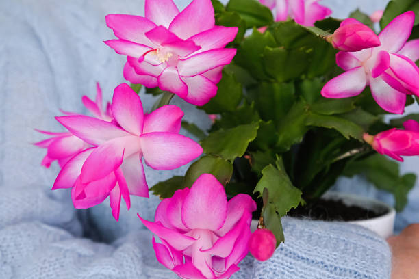 istock Pink christmas Cactus Schlumbergera Truncata also know as Thanksgiving cactus. 2193114731