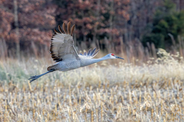 istock A Sandhill Crane Glides Over a Harvested Field 2193114795