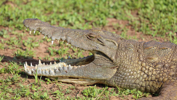 istock Nilkrokodil / Nile crocodile / Crocodylus niloticus 2193114941