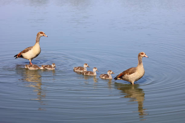 Nilgans / Egyptian goose / Alopochen aegyptiacus