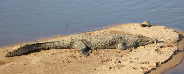 istock Nilkrokodil / Nile crocodile / Crocodylus niloticus 2193115269