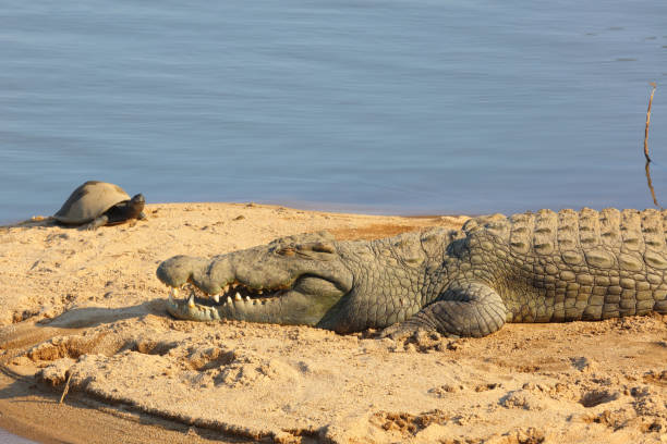 istock Nilkrokodil / Nile crocodile / Crocodylus niloticus 2193115281