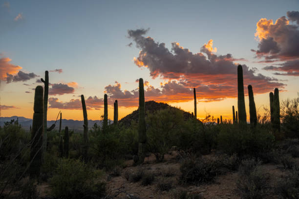 istock Saguaro Cactus Rise High Into The Sky Under Glowing Clouds At Sunset 2193115631