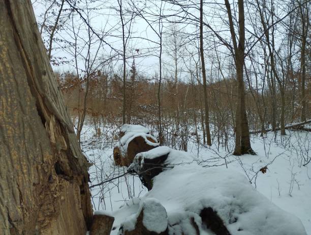 istock Large oak logs among trees in the forest in winter covered with a thin layer of white snow. Theme of deforestation. 2193117077