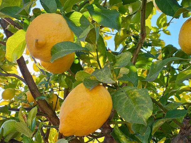 istock Yellow lemons on a branch of a lemon tree. Close-up 2193117660