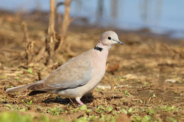 istock Kapturteltaube / Cape turtle dove / Streptopelia capicola 2193118074