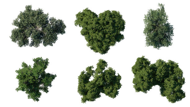 istock tree top view plant landscape architecture nature garden aerial render. 2193119619