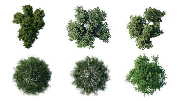 istock tree top view plant landscape architecture nature garden aerial render. 2193119622