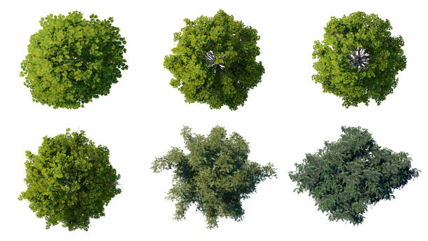 istock tree top view plant landscape architecture nature garden aerial render. 2193119644