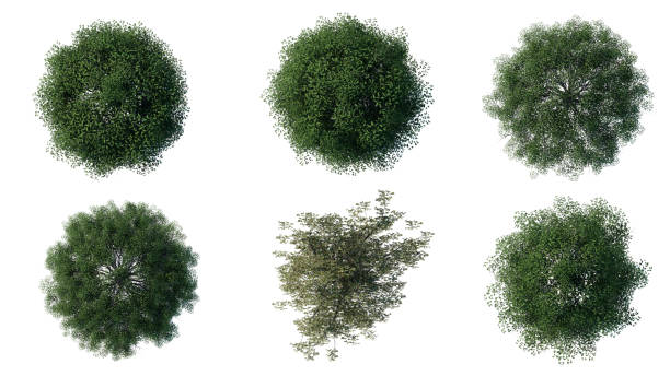 istock tree top view plant landscape architecture nature garden aerial render. 2193119652