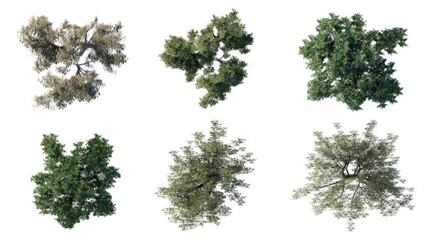 istock tree top view plant landscape architecture nature garden aerial render. 2193119660