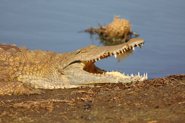 istock Nilkrokodil / Nile crocodile / Crocodylus niloticus 2193121307
