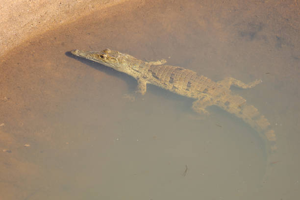 Nilkrokodil / Nile crocodile / Crocodylus niloticus