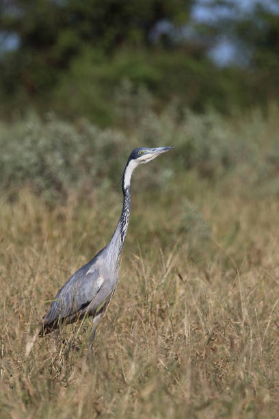 The Goliath heron (Ardea goliath), also known as the giant heron, is a very large wading bird of the heron family, Ardeidae. Masai Mara National Reserve, Kenya.