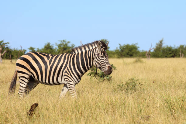 istock Steppenzebra / Burchell's zebra / Equus quagga burchellii 2193122618