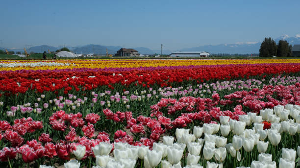 istock Tulip fields near Amsterdam, Netherlands. 2193122969