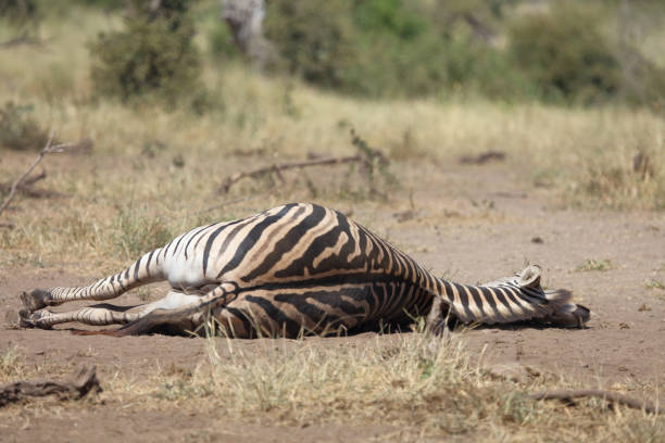Steppenzebra / Burchell's zebra / Equus quagga burchellii