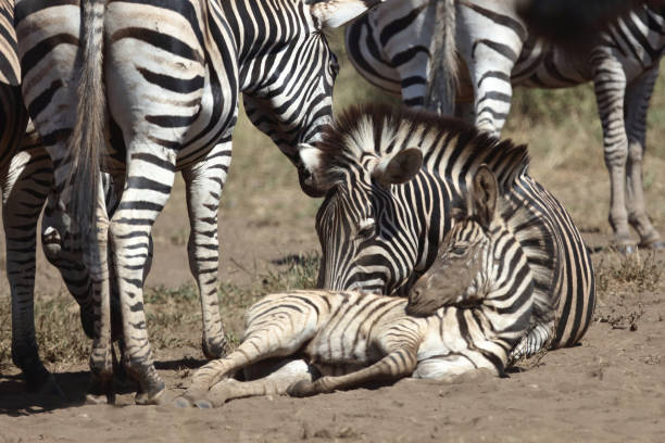 istock Steppenzebra / Burchell's zebra / Equus quagga burchellii 2193123126