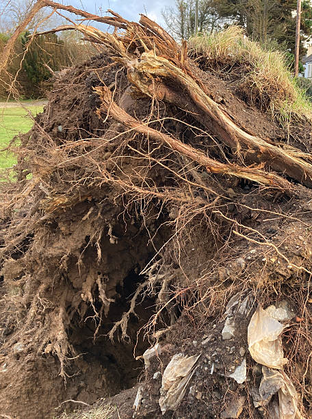 istock Large roots exposed after a massive tree falls in the storm - storm damage requiring a large insurance claim 2193123187