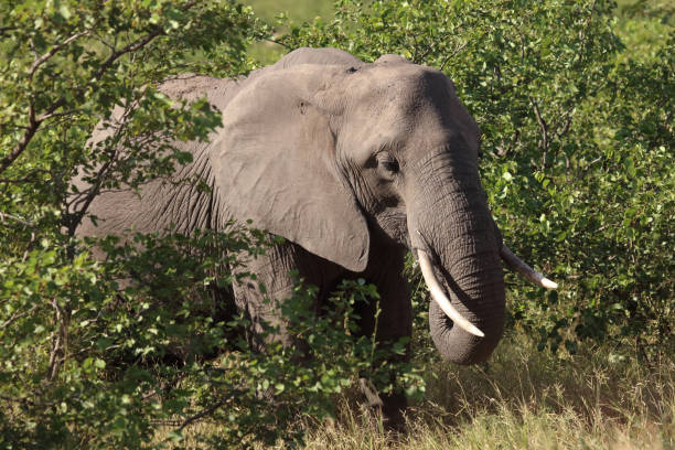 istock Afrikanischer Elefant / African elephant / Loxodonta africana 2193123339