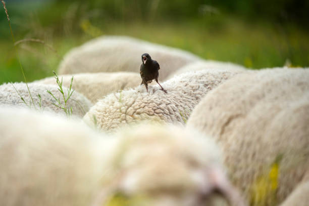 A starling bird sits on the back of a flock of sheep and eats insects.